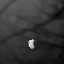 Nature en noir et blanc : silence de plume