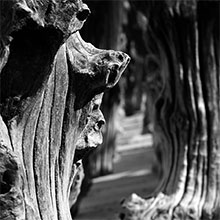 Portrait noir et blanc d'un brise-lame de St-Malo : les esprits des bois