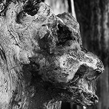 En noir et blanc : Portrait d'un brise-lame de St-Malo : le lion de sel