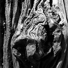 En noir et blanc : Portrait d'un brise-lame de St-Malo : Le cochon des salines