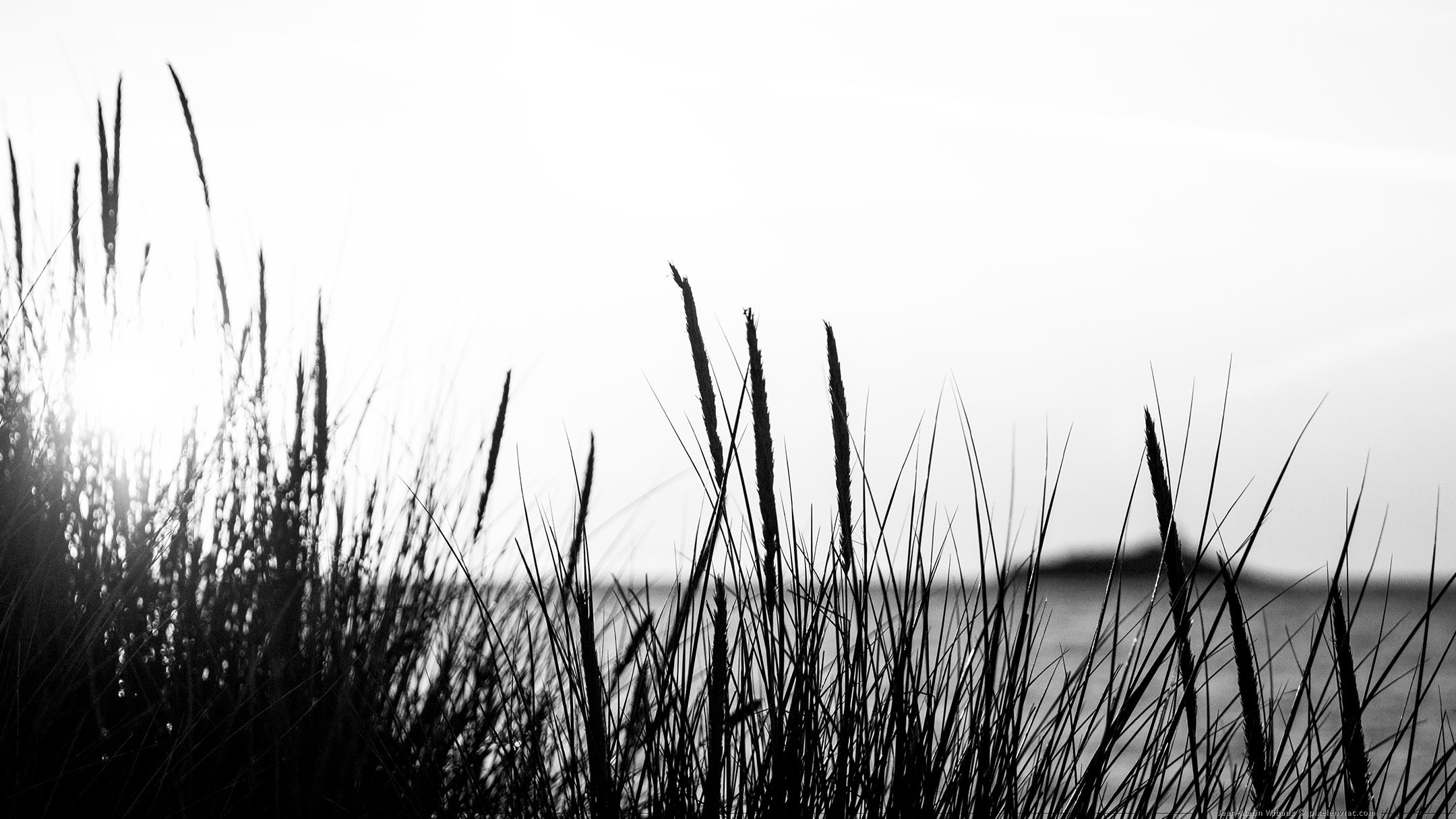 Herbes folles face à l'Îlot Saint-Michel de Sables d'Or les Pins