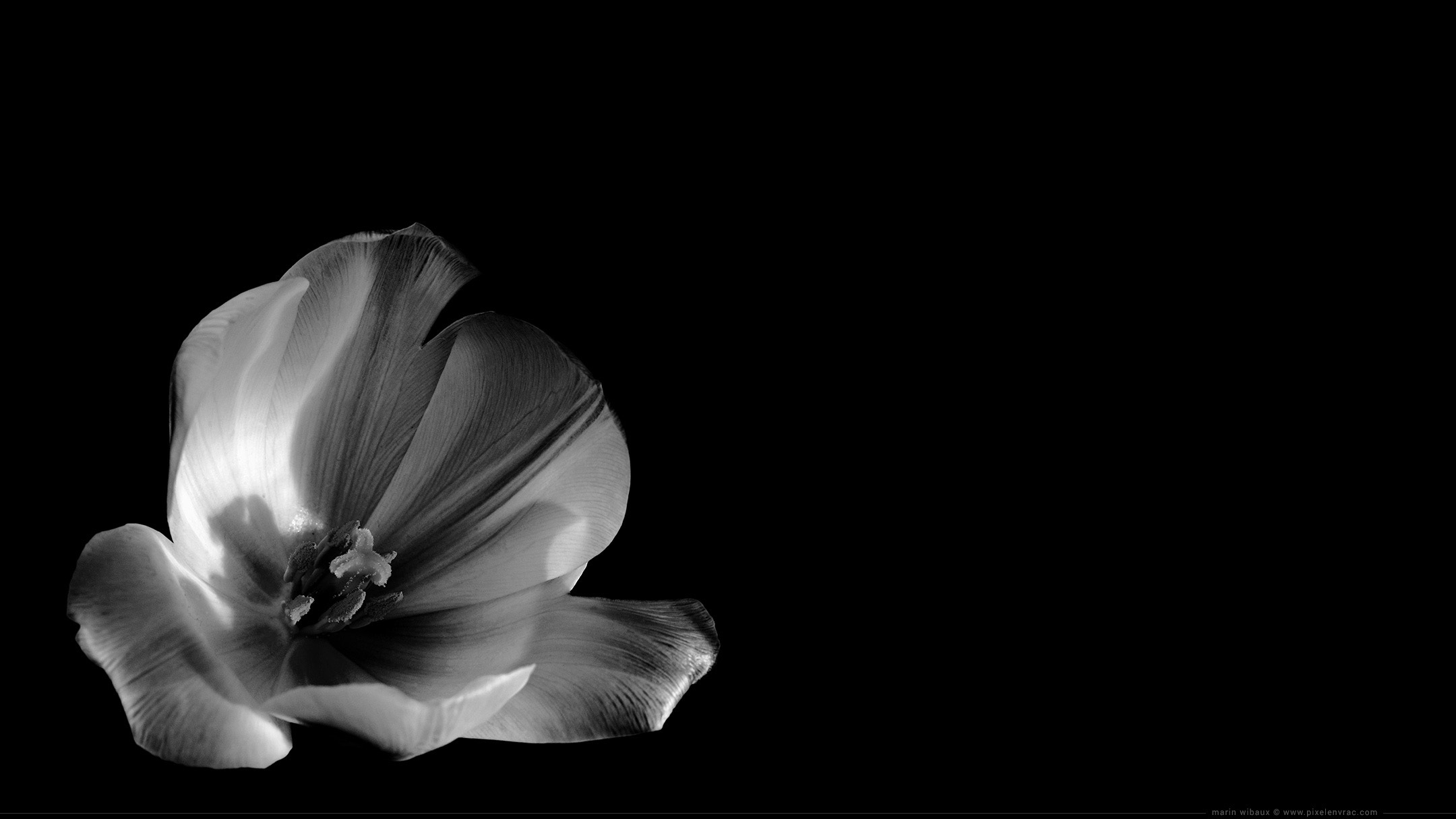 Photo de tulipe noir et blanc pour fond d'écran